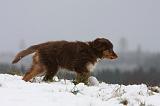 BERGER AUSTRALIEN PUPPIES 527